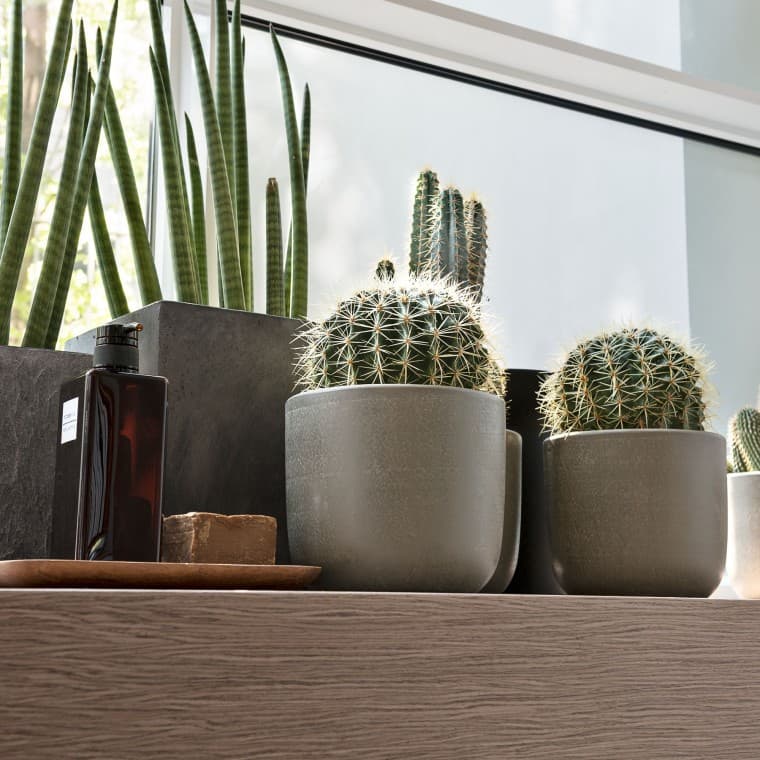 Různé rostliny na okenním parapetu Různé rostliny na okenním parapetu